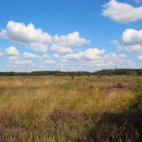 Dwingelerveld4