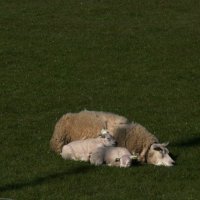 Moederschaap